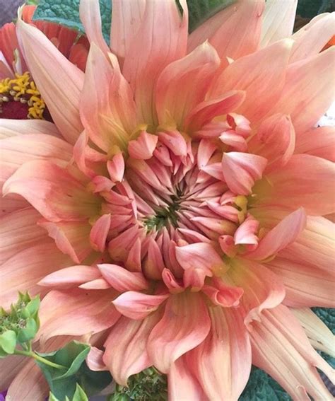 The Charms and Spells of Magical Artisan Dahlias: Folklore and Legends